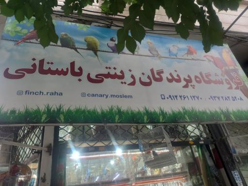 عکس پرندگان زینتی باستانی