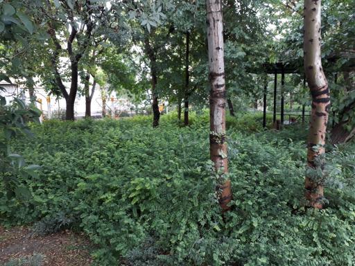 عکس بوستان خطی نارنجستان