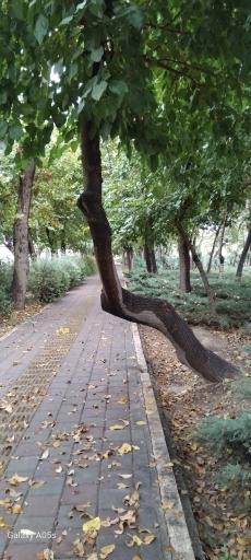 عکس بوستان خطی نارنجستان