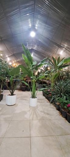 عکس گلخانه افق