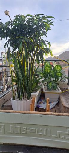 عکس گلخانه افق