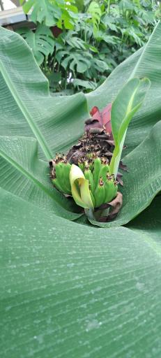 عکس گلخانه افق