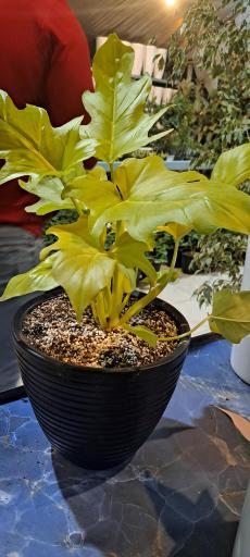 عکس گلخانه افق