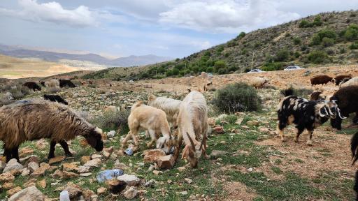 عکس بوستان کوهستانی دراک شیراز