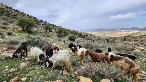 عکس بوستان کوهستانی دراک شیراز