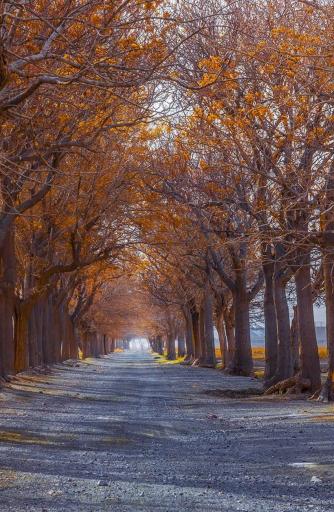 عکس باغ شوکت آباد بیرجند