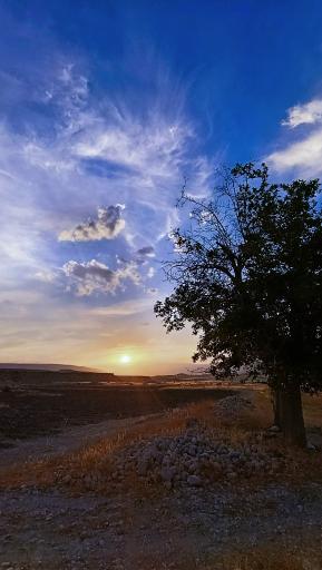 عکس قالینی