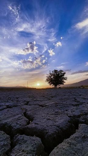 عکس قالینی