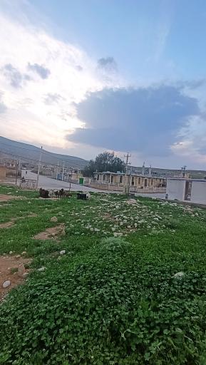 قالینی
