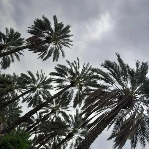 عکس قالینی