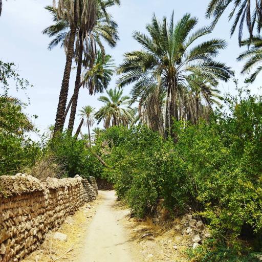 عکس قالینی
