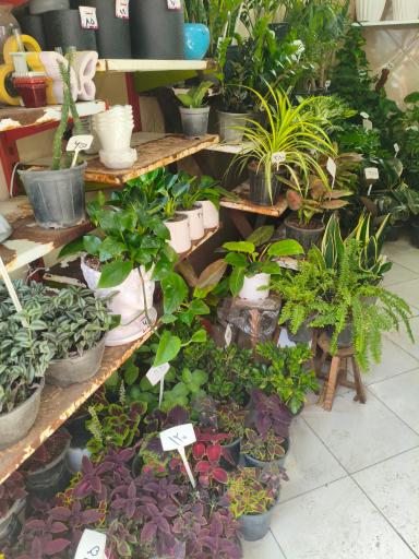 عکس گل ویترا