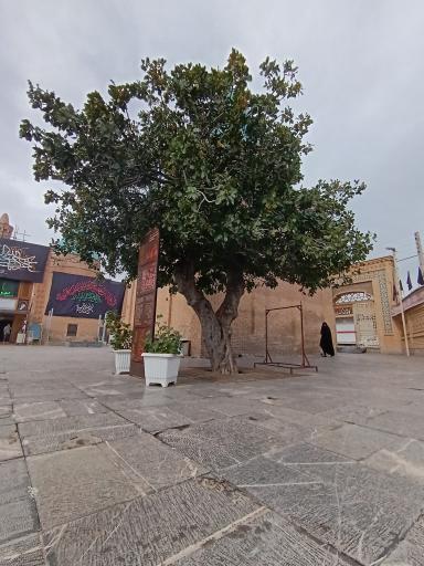 عکس محراب  و شبستان مسجد جامع بسطام 