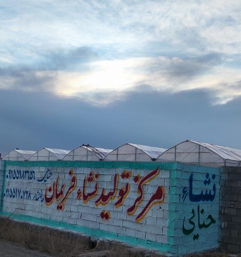 عکس گلخانه تولید نشا حنایی