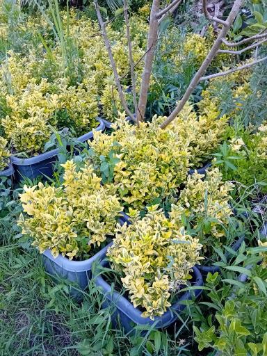 عکس مزرعه طیور سبز مهدی پور