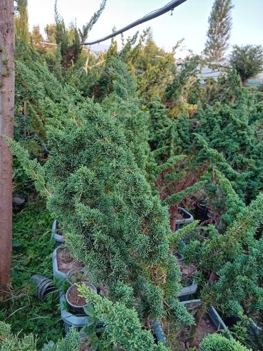 عکس مزرعه طیور سبز مهدی پور