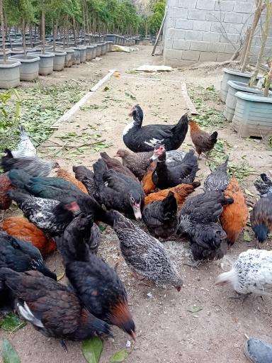 عکس مزرعه طیور سبز مهدی پور