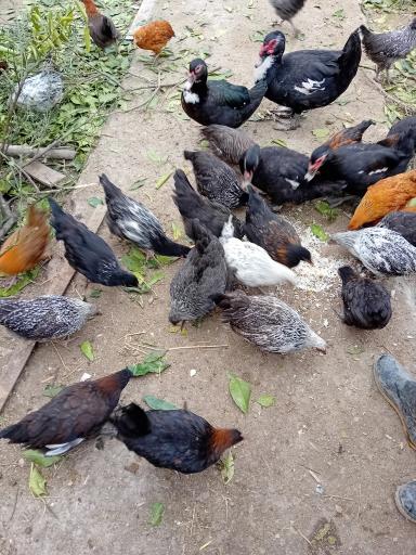 عکس مزرعه طیور سبز مهدی پور