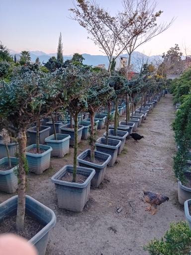 عکس مزرعه طیور سبز مهدی پور