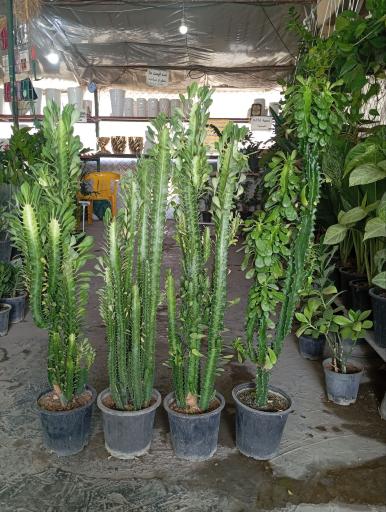 عکس گلکده طبیعت