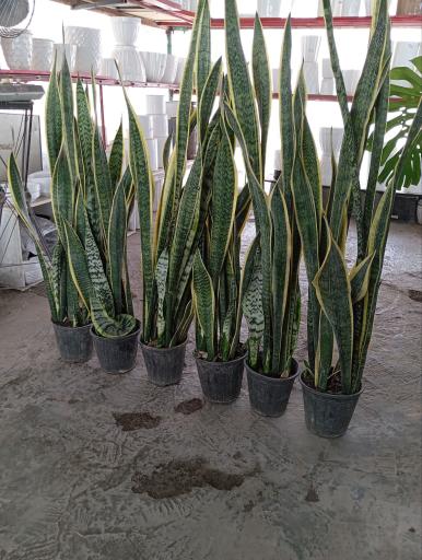 عکس گلکده طبیعت