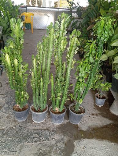 عکس گلکده طبیعت