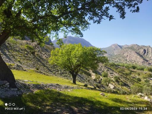 عکس سرفاریاب