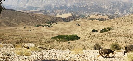 عکس سرفاریاب