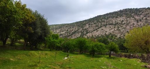 عکس سرفاریاب