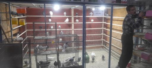 عکس پرنده فروشی عدالت