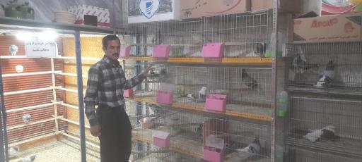 عکس پرنده فروشی عدالت