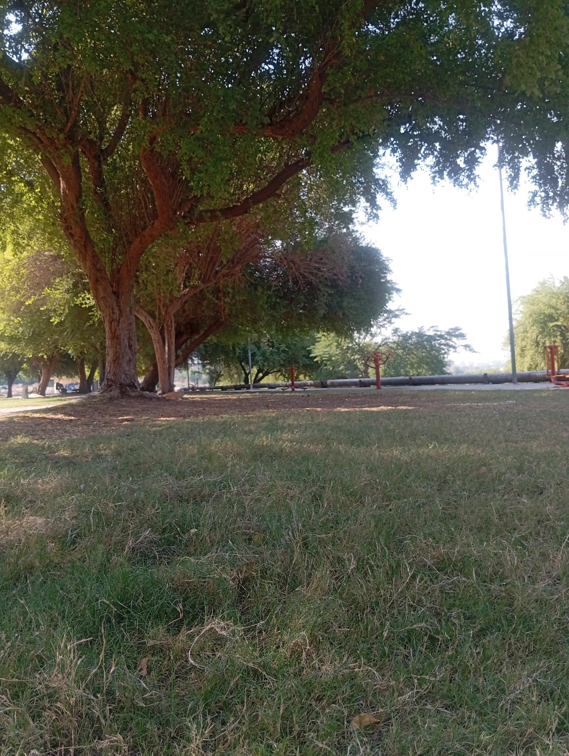 عکس فضای سبز اسکله