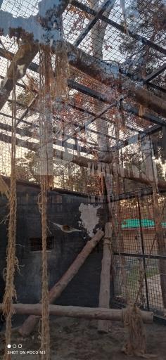 عکس شامپانزه معمولی - Chimpanzee