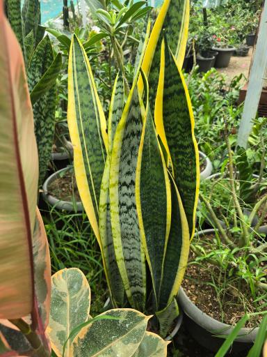 عکس نهالستان دلیرنده