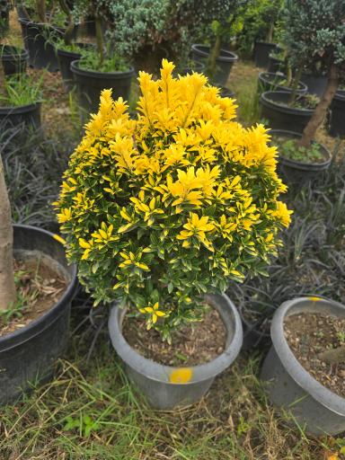 عکس نهالستان دلیرنده