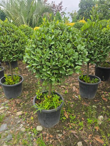 عکس نهالستان دلیرنده