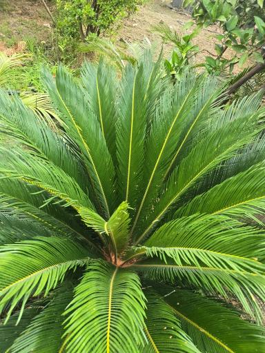 عکس نهالستان دلیرنده