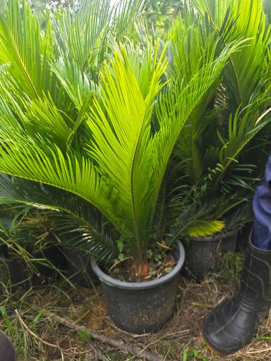 عکس نهالستان دلیرنده