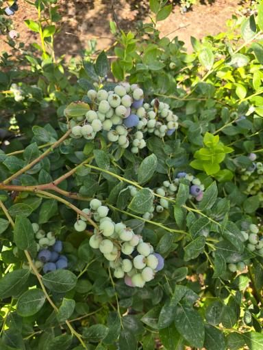 عکس نهالستان دلیرنده