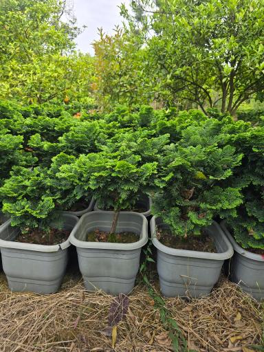 عکس نهالستان دلیرنده