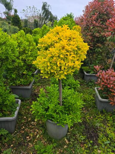 عکس نهالستان دلیرنده