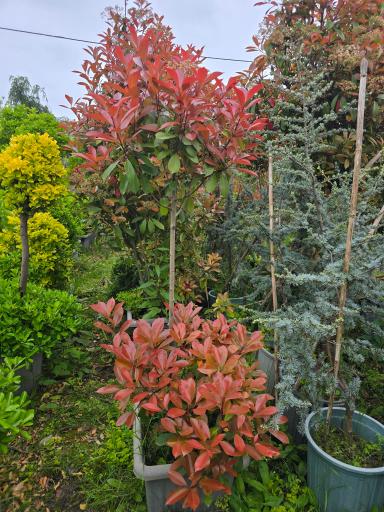 عکس نهالستان دلیرنده