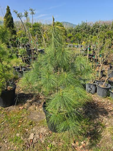 عکس نهالستان دلیرنده