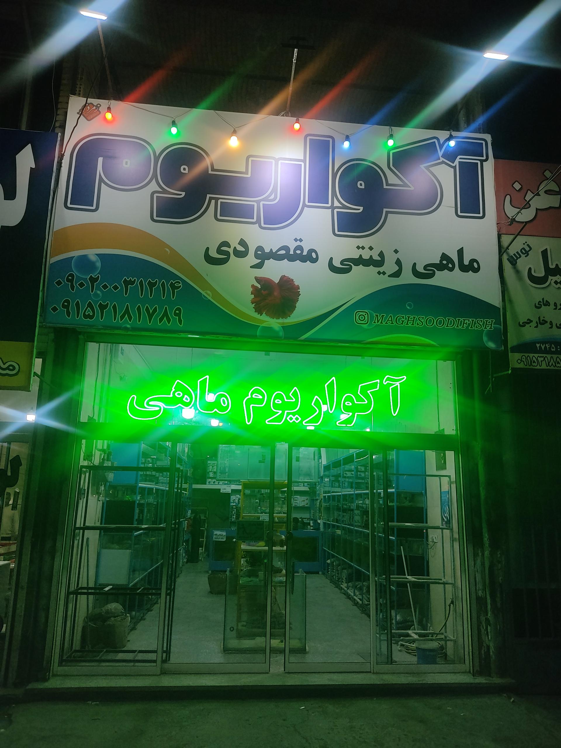 عکس ماهی زینتی مقصودی 