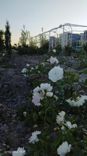 عکس پارک خلیج فارس