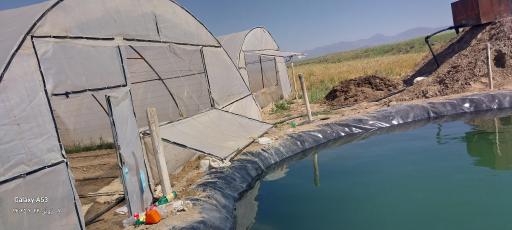 عکس گلخانه برادران قائنی نژاد