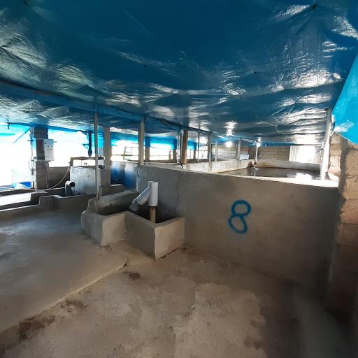 عکس استخر ماهی بهیان