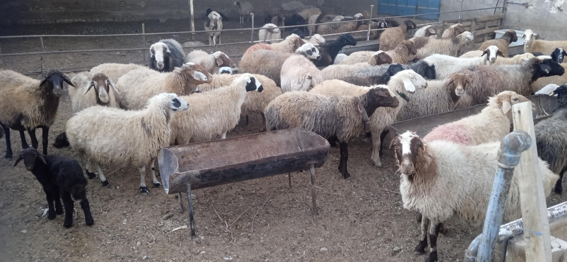 عکس دامداری مجیدی باستانی