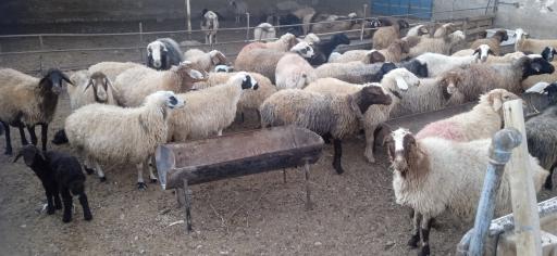 عکس دامداری مجیدی باستانی