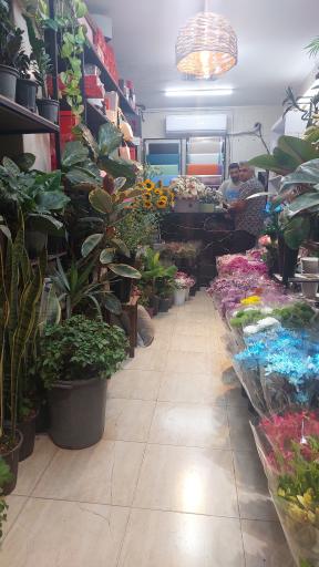 گل فروشی بلک رز 